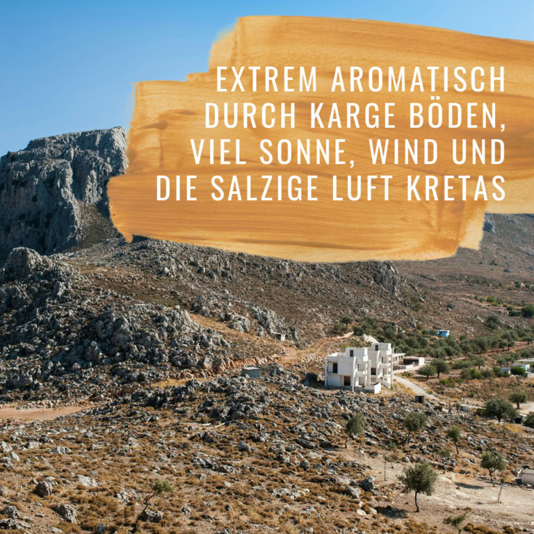 Bildkomposition Salbei Gewürzstudio3