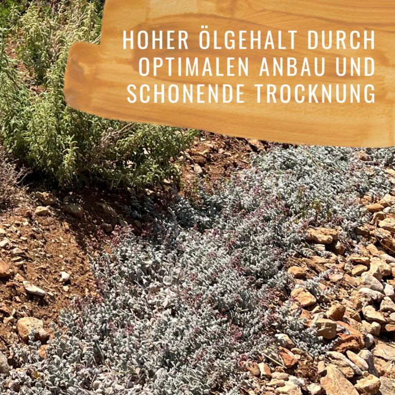 Bildkomposition Salbei Gewürzstudio6