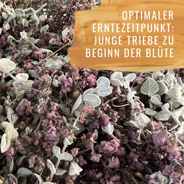 Bildkomposition Salbei Gewürzstudio7