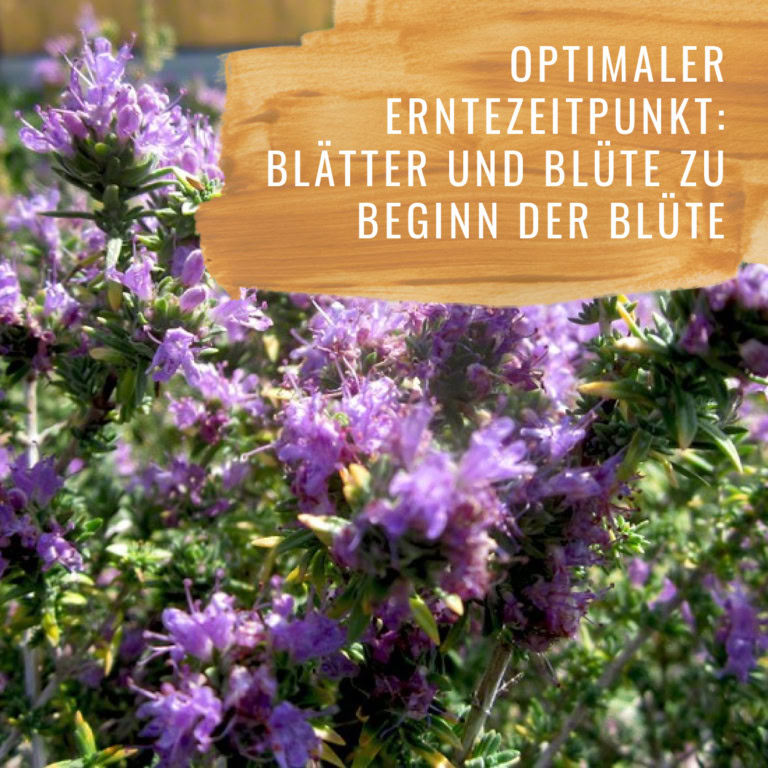 Bildkomposition Thymian Gewürzstudio15
