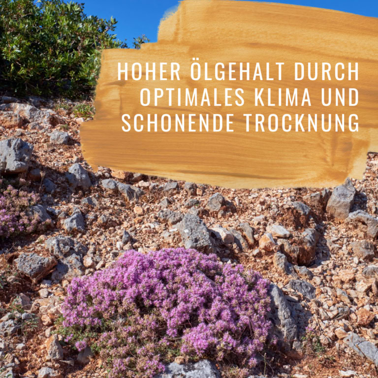 Bildkomposition Thymian Gewürzstudio19