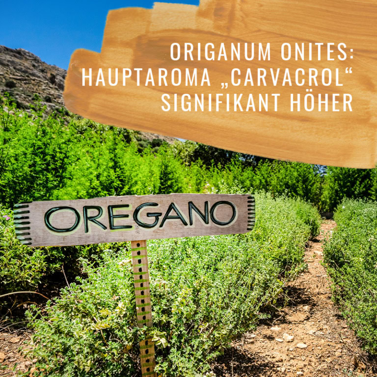Oregano-HF-Gewürzstudio1