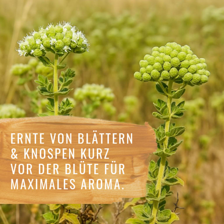 Oregano-HF-Gewürzstudio2