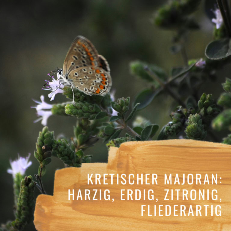 Bildkomposition Majoran Gewürzstudio10
