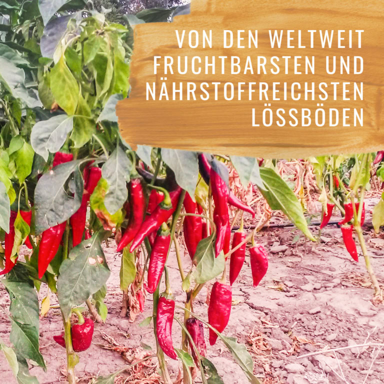 Paprika-Scharf-Gewürzstudio3