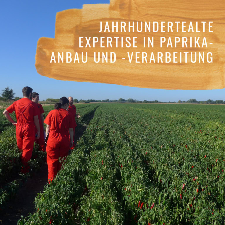 Paprika-Scharf-Gewürzstudio5