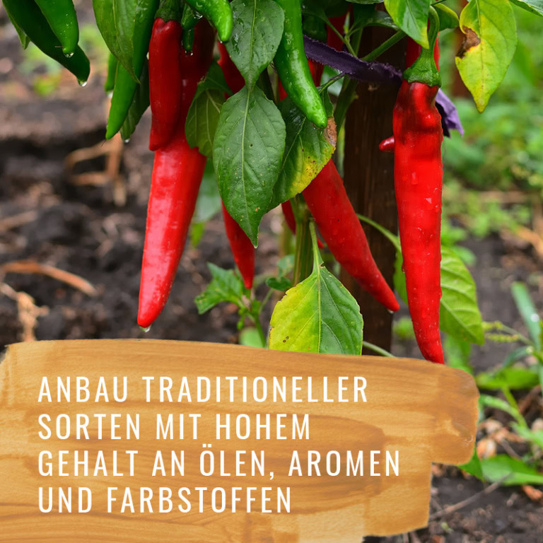 Chili-Szabo-Gewürzstudio-Anbau