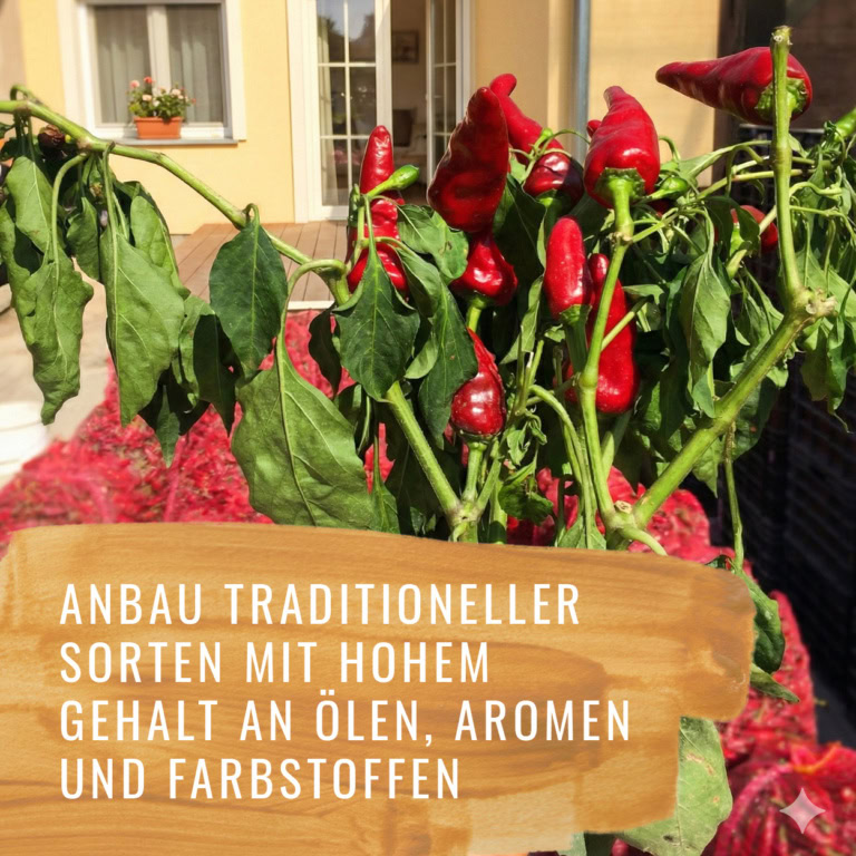 Paprika-Szabo-Edelsüss-Gewürzstudio3